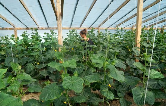 Greenhouse harvest in Kaliningrad Region