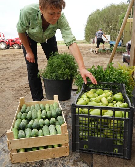 Greenhouse harvest in Kaliningrad Region