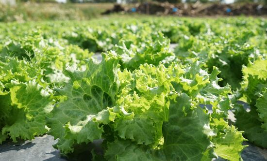 Greenhouse harvest in Kaliningrad Region