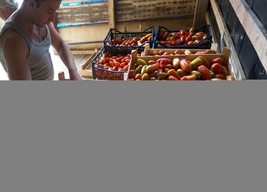 Greenhouse harvest in Kaliningrad Region