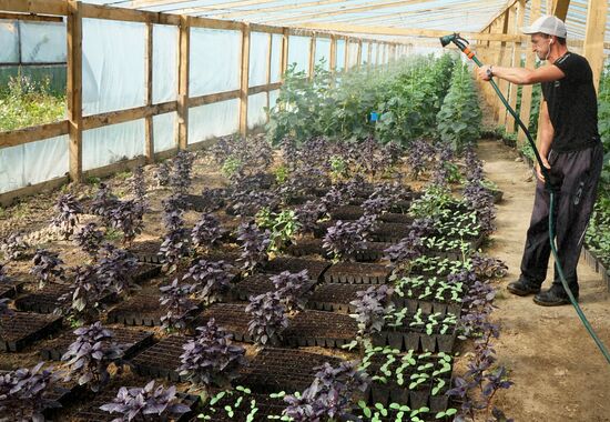 Greenhouse harvest in Kaliningrad Region