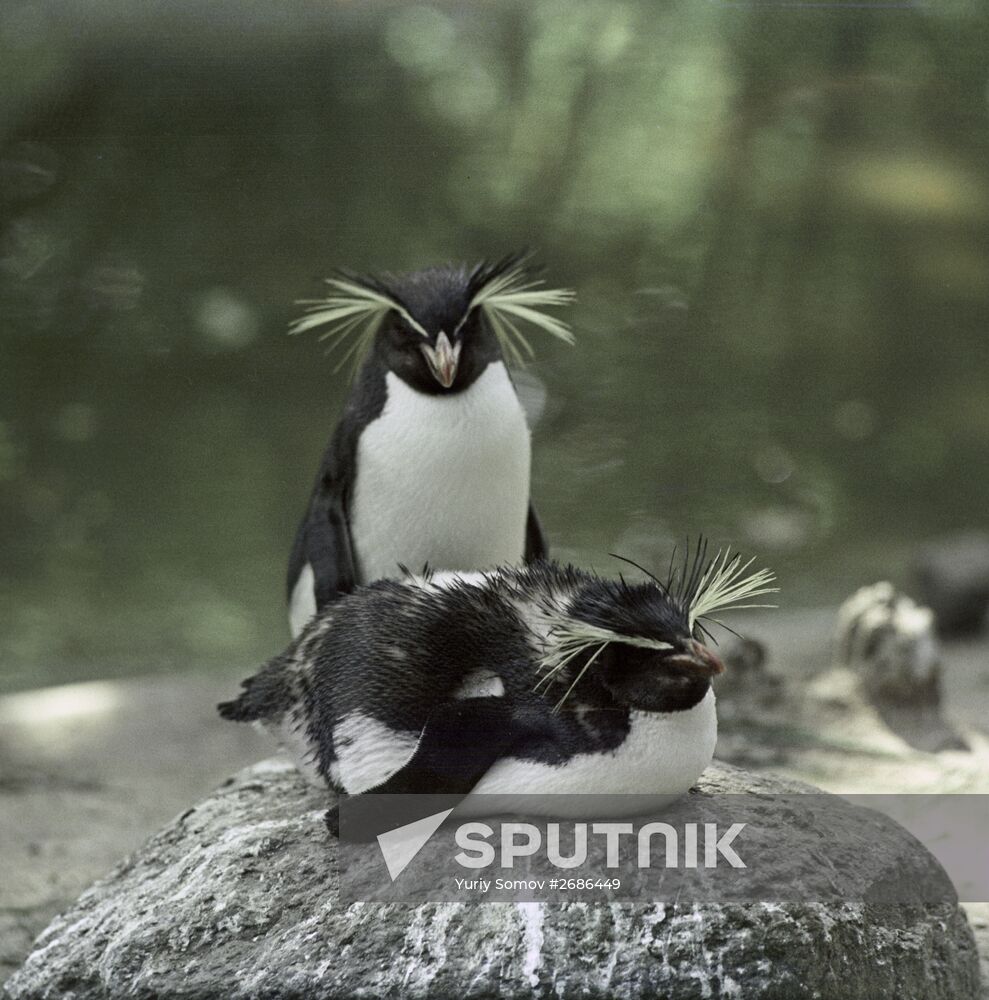 The Kaliningrad Zoo