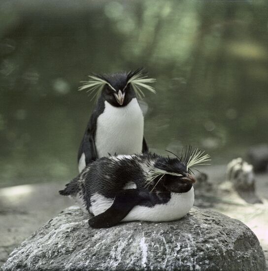 The Kaliningrad Zoo