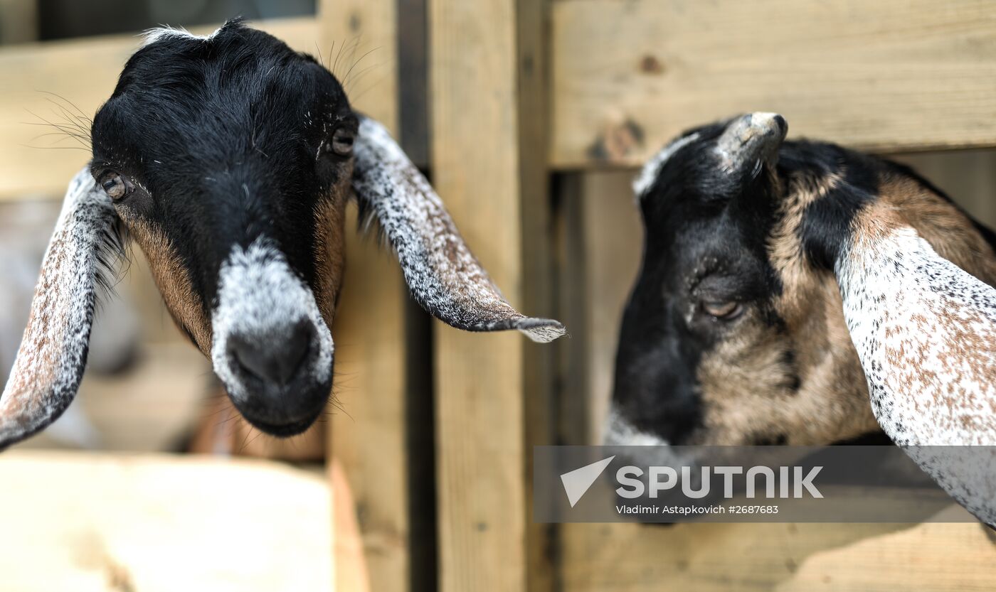 City Farm opens at VDNKh