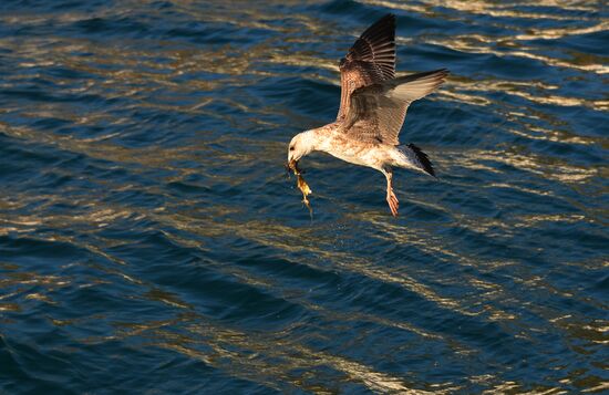 Russian regions. Crimea