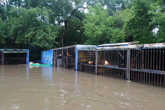 Ussuruiysk Zoo following a flash flood
