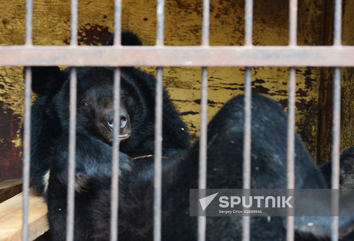 Ussuruiysk Zoo following a flash flood