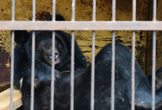 Ussuruiysk Zoo following a flash flood