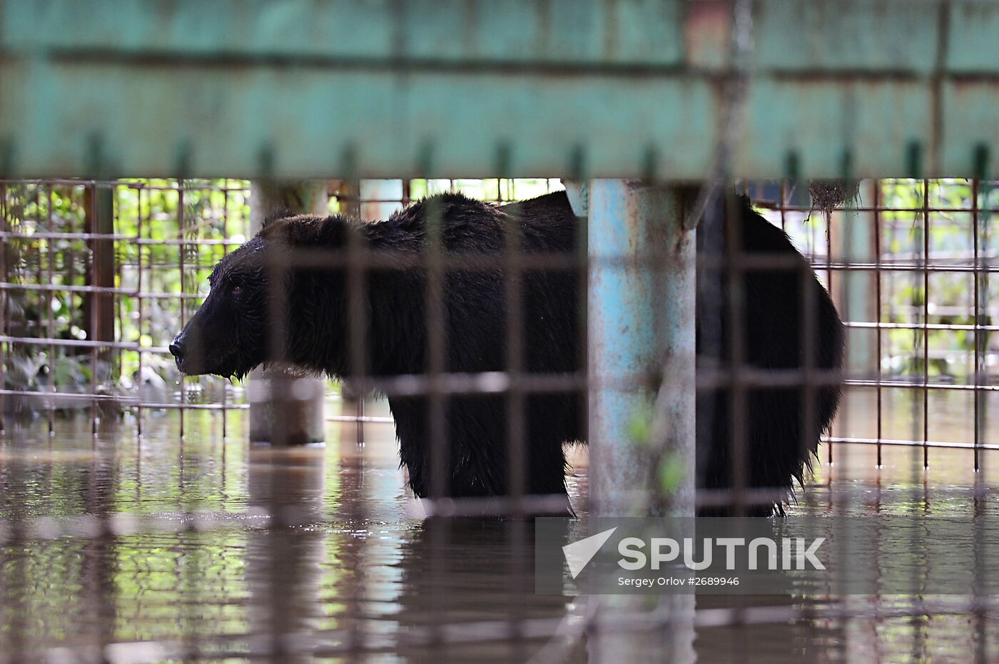 Ussuruiysk Zoo following a flash flood