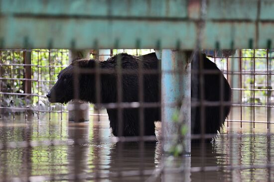 Ussuruiysk Zoo following a flash flood