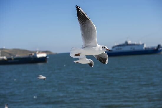 Russian regions. Crimea