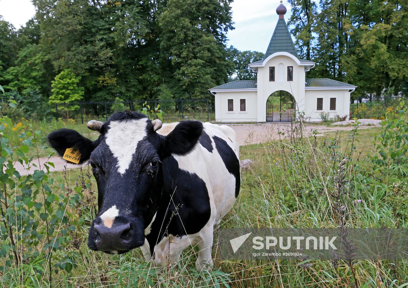 Making cheese in a nunnery in the Kaliningrad Region