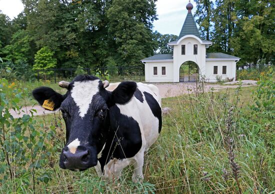 Making cheese in a nunnery in the Kaliningrad Region