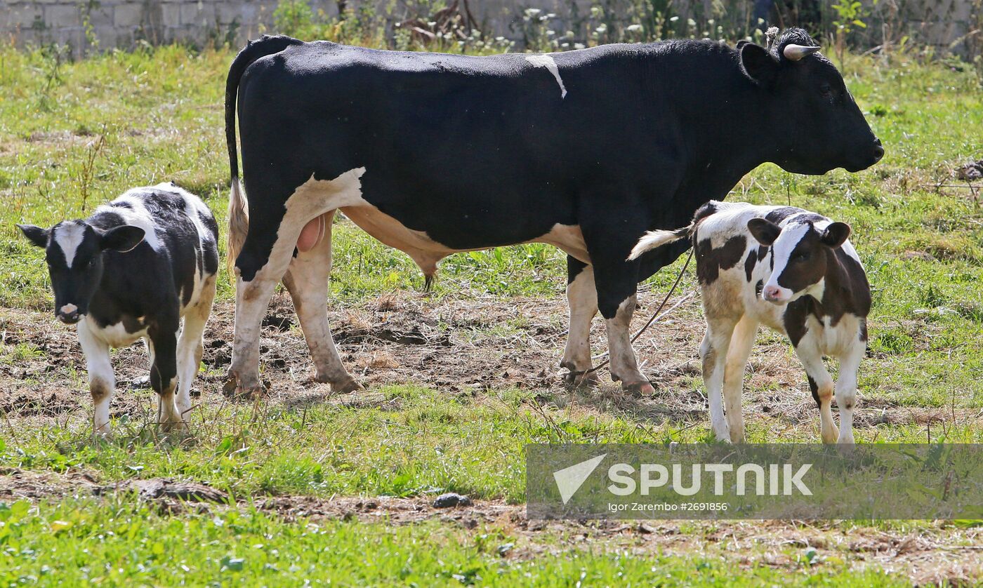 Making cheese in a nunnery in the Kaliningrad Region