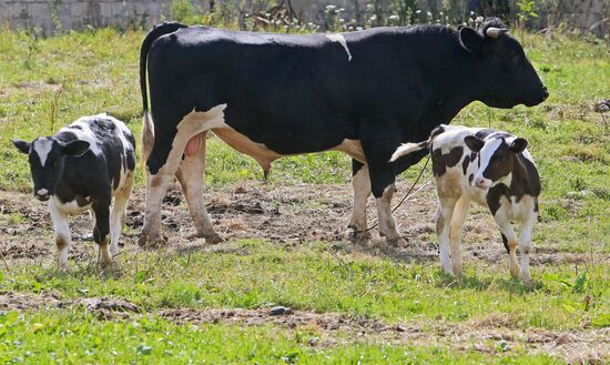 Making cheese in a nunnery in the Kaliningrad Region