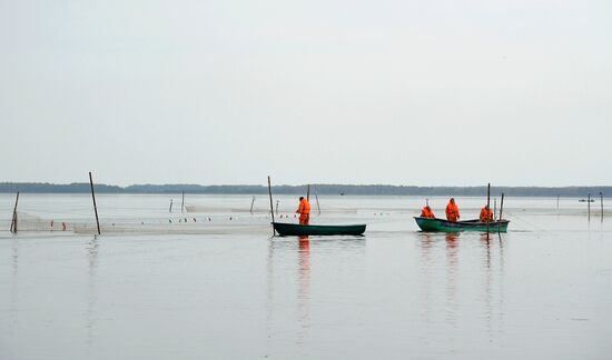 A fish farm in Russia's Chelyabinsk Region