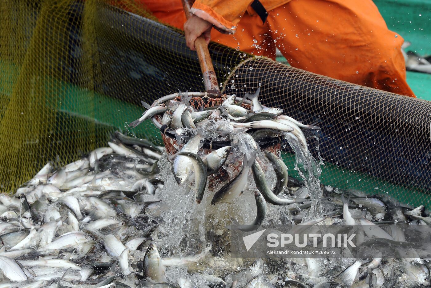A fish farm in Russia's Chelyabinsk Region