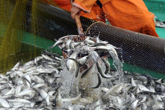 A fish farm in Russia's Chelyabinsk Region