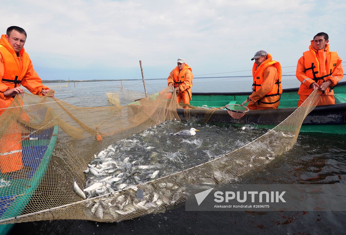 A fish farm in Russia's Chelyabinsk Region