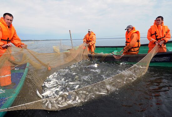 A fish farm in Russia's Chelyabinsk Region