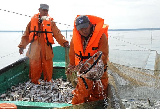 A fish farm in Russia's Chelyabinsk Region