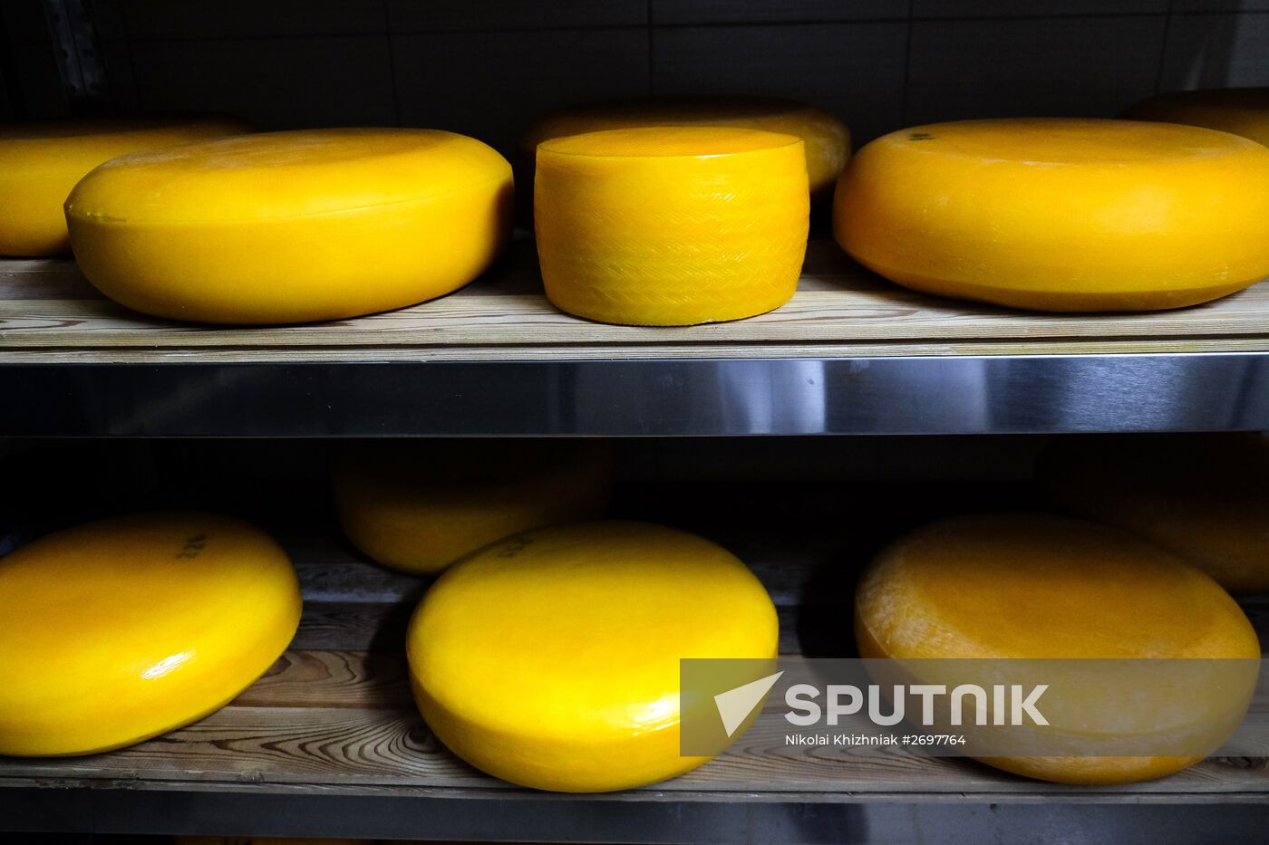 Camembert cheese production in Krasnodar Territory