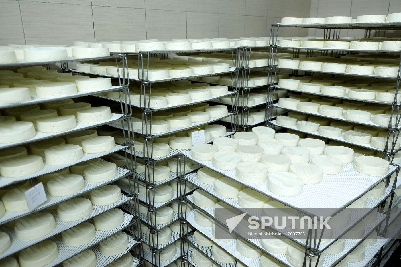 Camembert cheese production in Krasnodar Territory