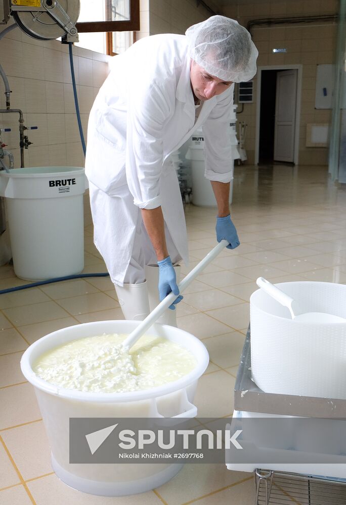 Camembert cheese production in Krasnodar Territory