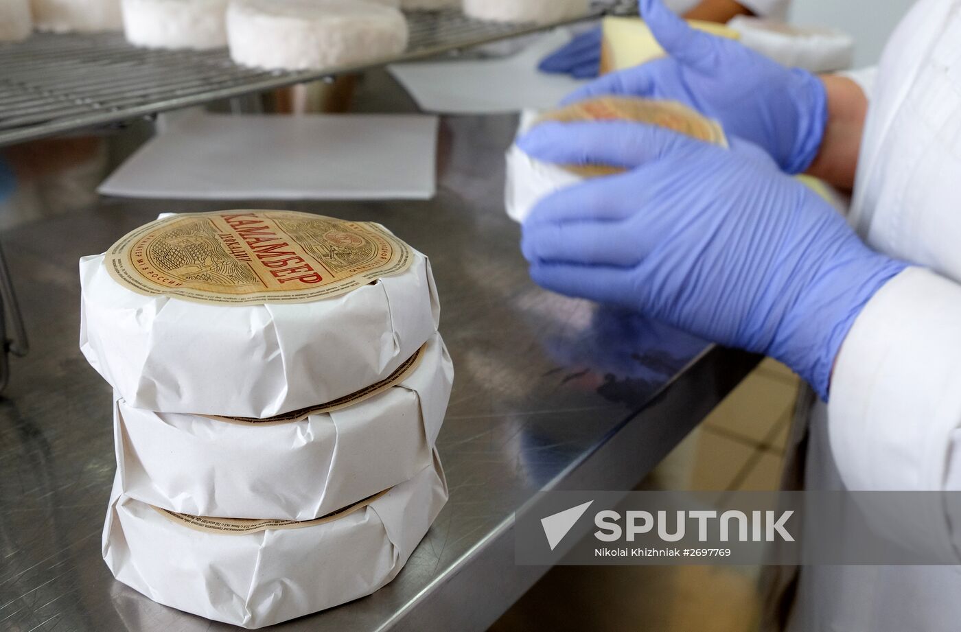 Camembert cheese production in Krasnodar Territory