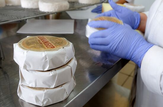 Camembert cheese production in Krasnodar Territory