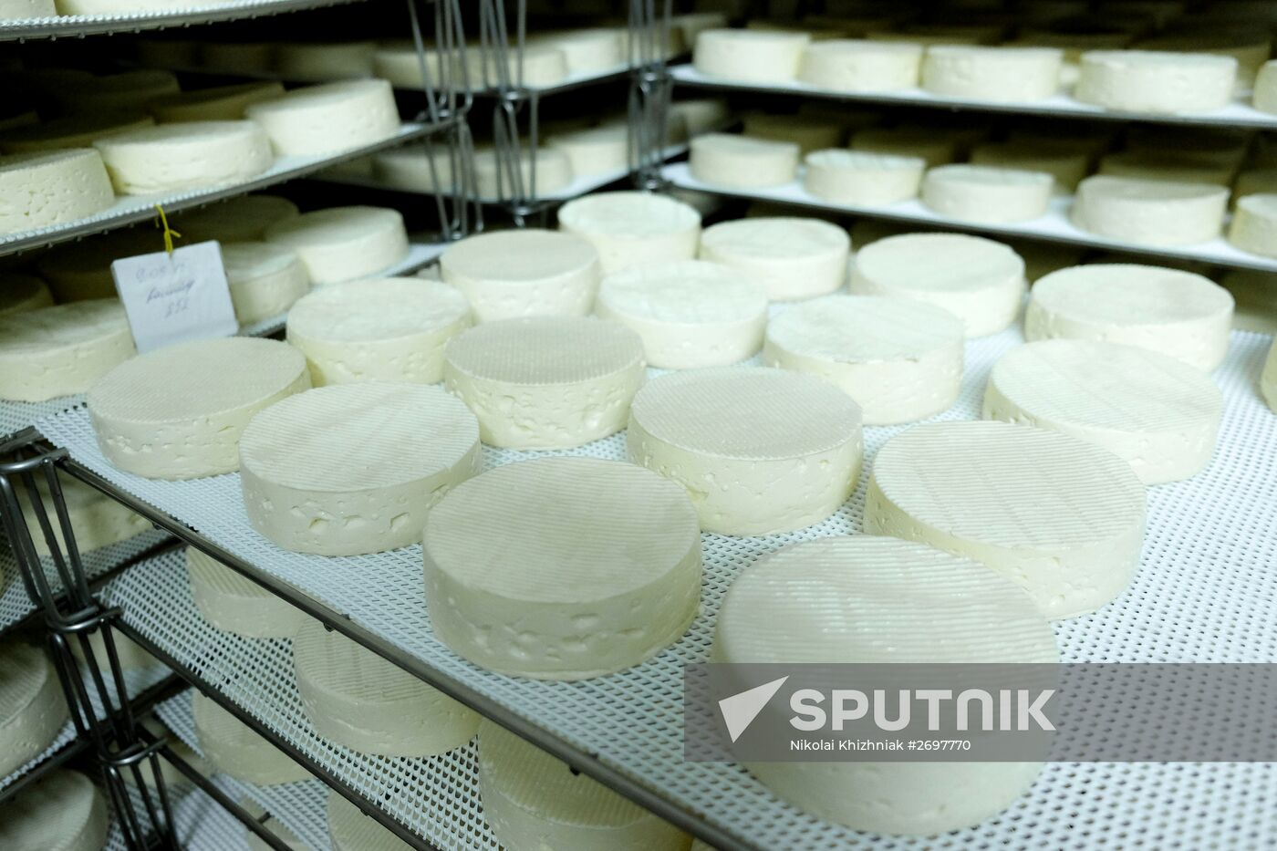 Camembert cheese production in Krasnodar Territory