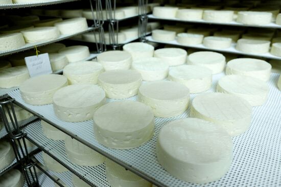 Camembert cheese production in Krasnodar Territory