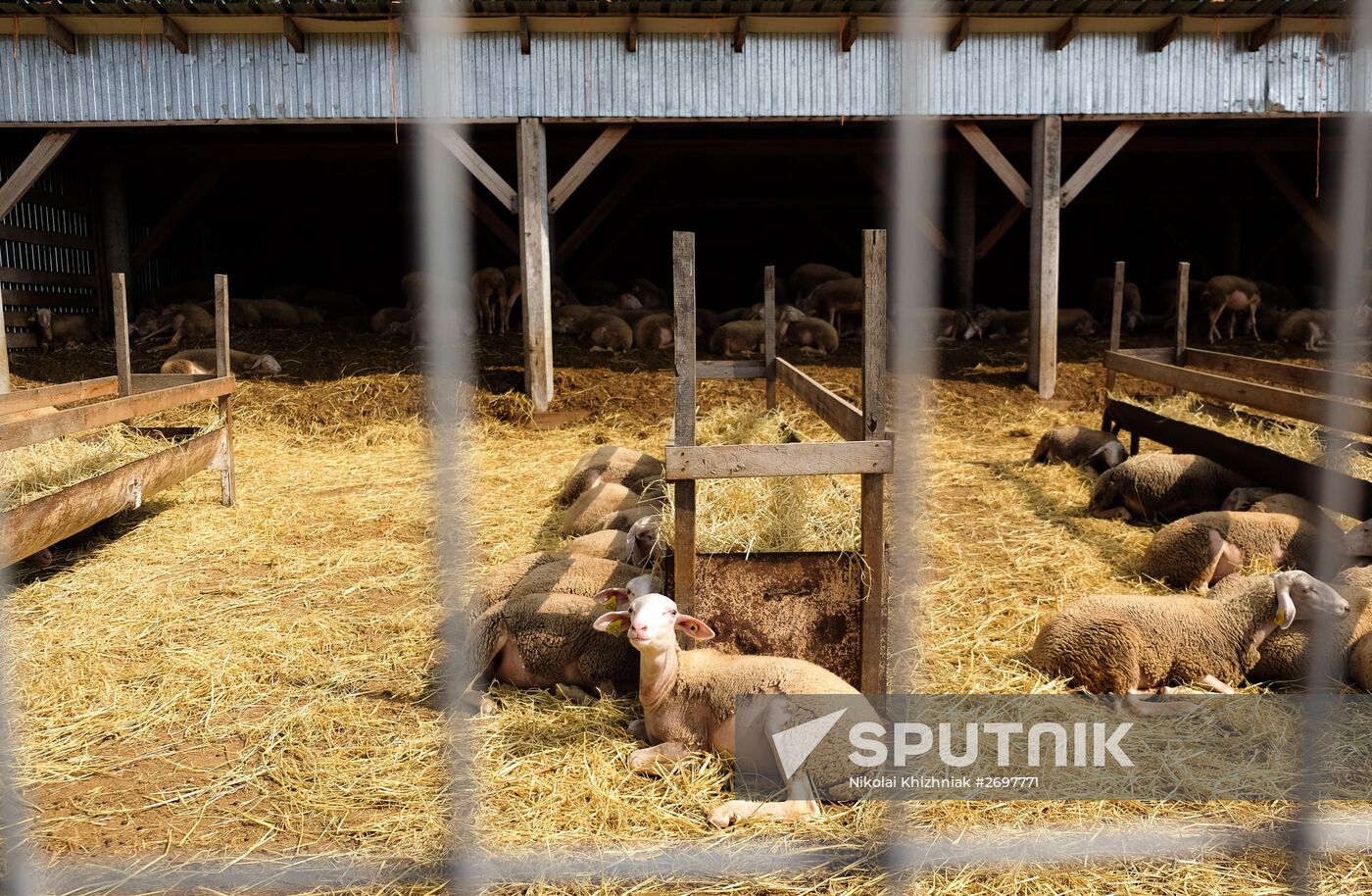 Camembert cheese production in Krasnodar Territory