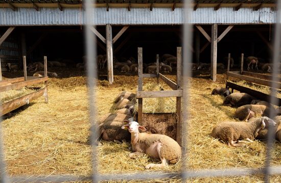 Camembert cheese production in Krasnodar Territory