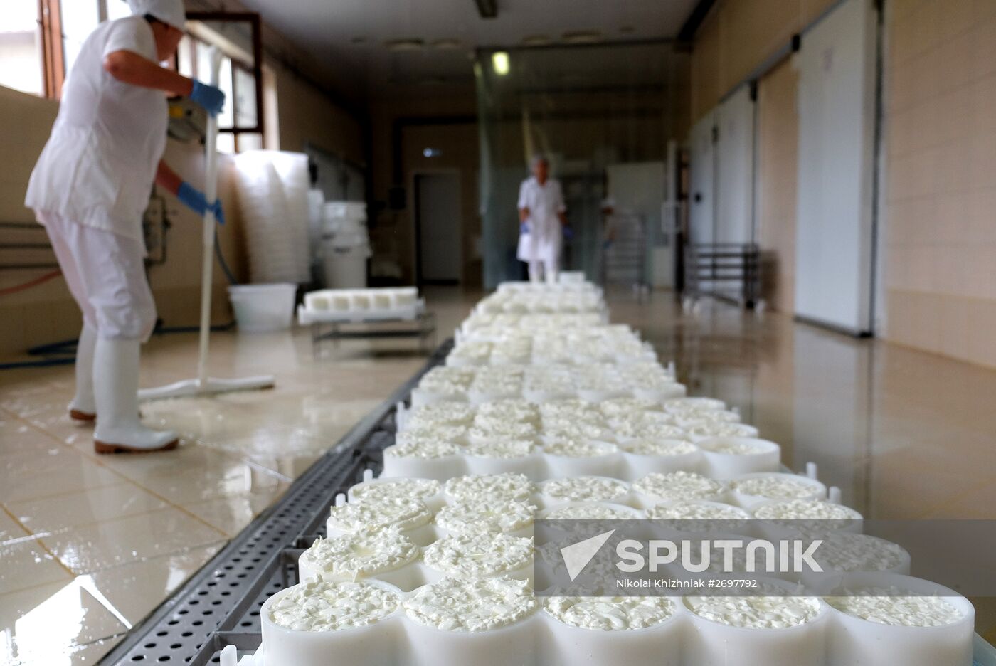 Camembert cheese production in Krasnodar Territory