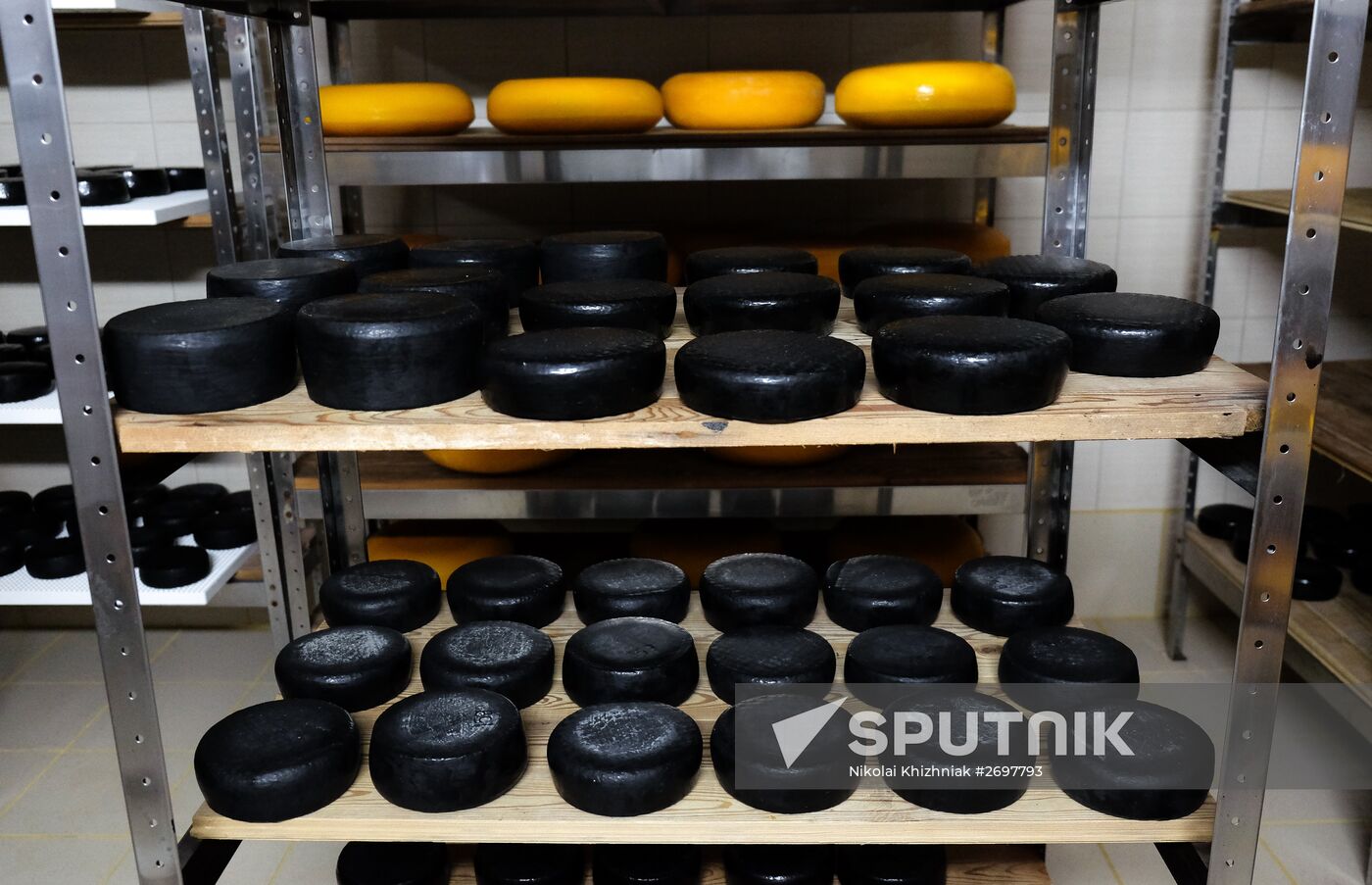 Camembert cheese production in Krasnodar Territory