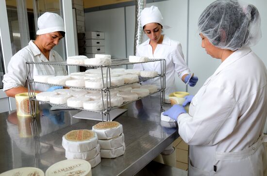 Camembert cheese production in Krasnodar Territory