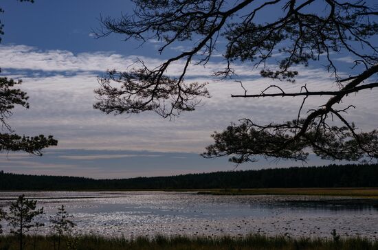 Birch Islands nature reserve in the Gulf of Finland