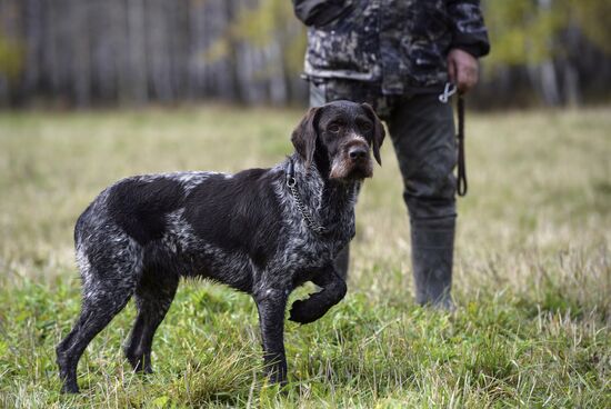 Intergrated gun dog competition im memoriam R.Kalashnikov