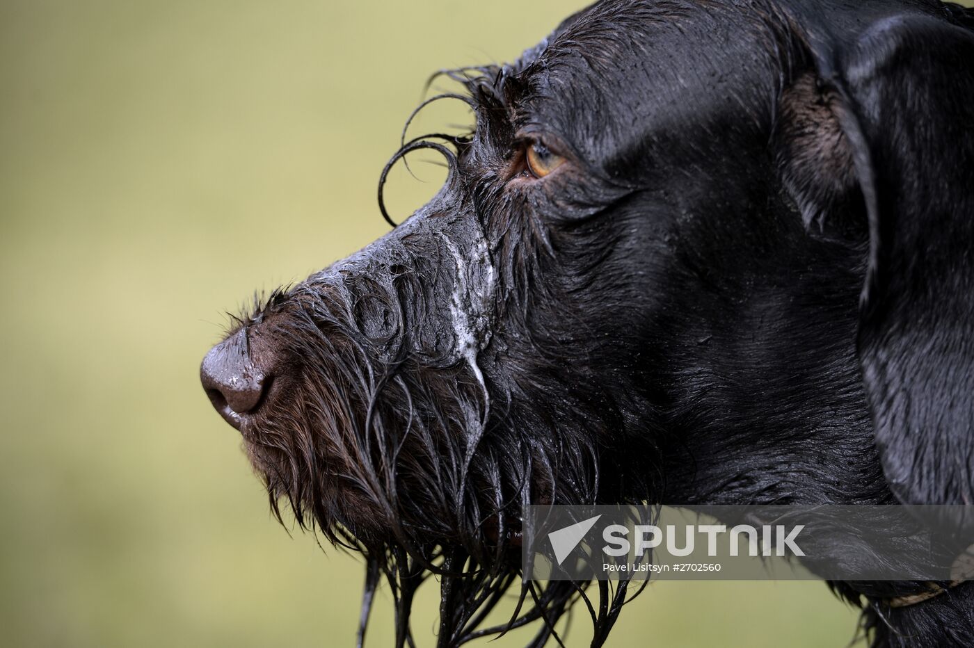 Intergrated gun dog competition im memoriam R.Kalashnikov