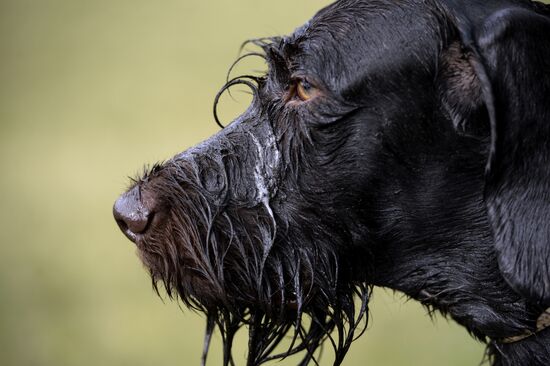 Intergrated gun dog competition im memoriam R.Kalashnikov