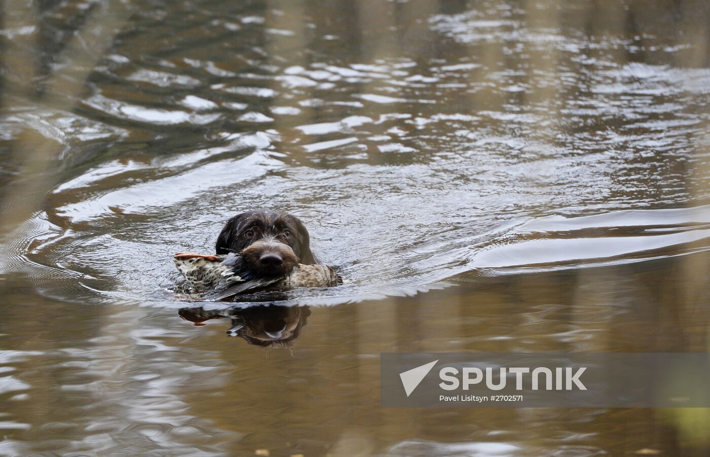 Intergrated gun dog competition im memoriam R.Kalashnikov
