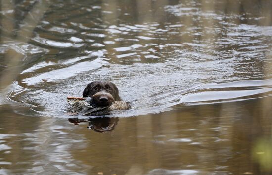 Intergrated gun dog competition im memoriam R.Kalashnikov