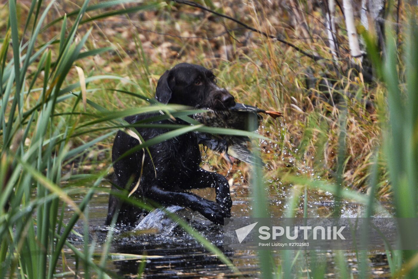 Intergrated gun dog competition im memoriam R.Kalashnikov