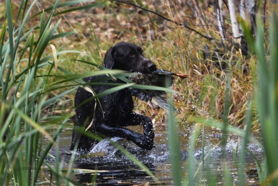 Intergrated gun dog competition im memoriam R.Kalashnikov