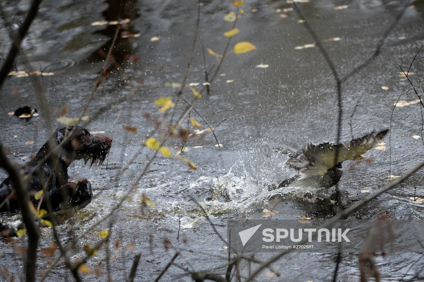 Intergrated gun dog competition im memoriam R.Kalashnikov