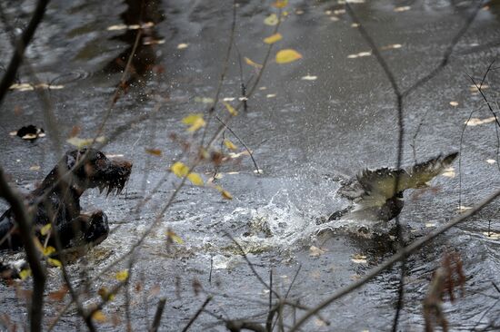 Intergrated gun dog competition im memoriam R.Kalashnikov