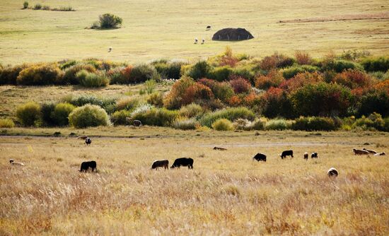 Fall in southeast Trans-Baikal Territory