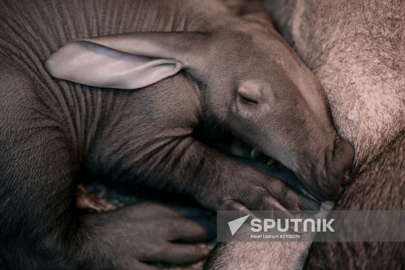 New-born aardvark at Yekaterinburg Zoo