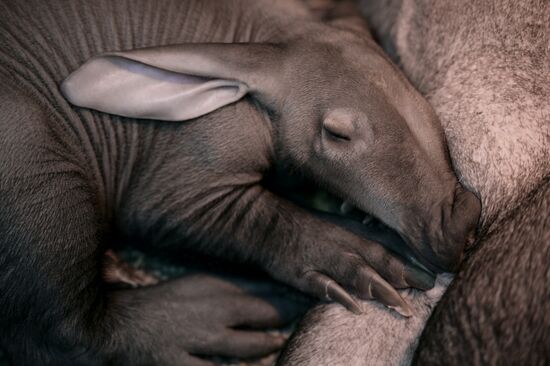 New-born aardvark at Yekaterinburg Zoo
